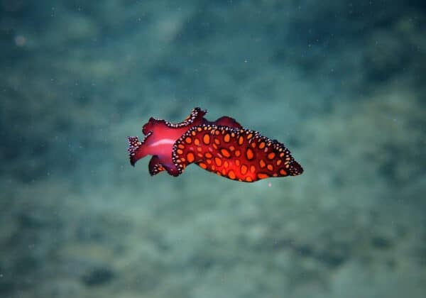 leopard sea slug