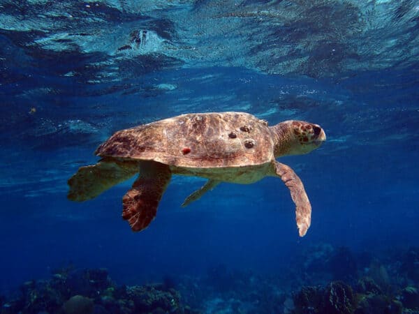 Loggerhead turtle belize