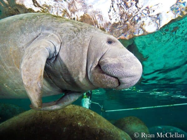 manatee crystal river