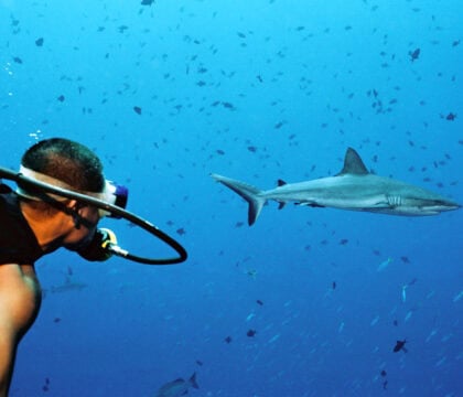 man scuba dives alongside shark in Palau
