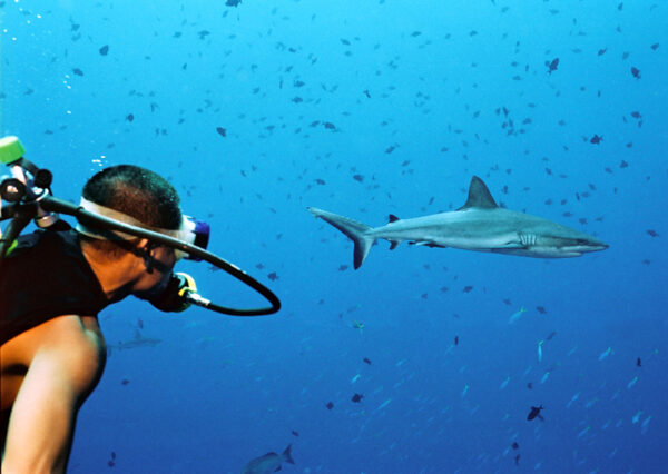 man scuba dives alongside shark in Palau