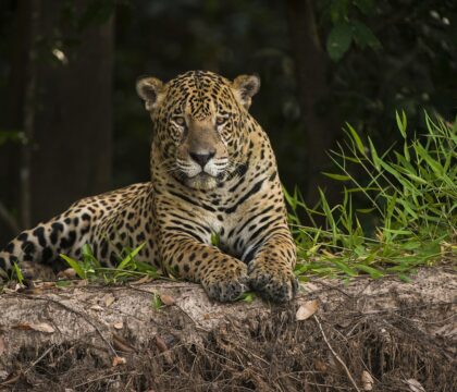 pantanal jaguar