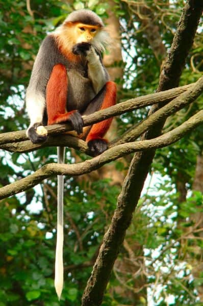 red-shanked-douc-langur