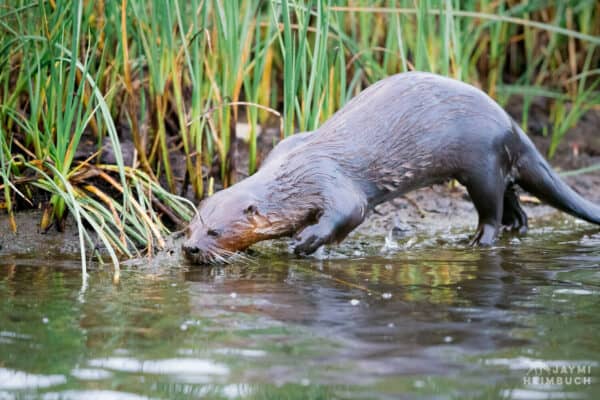 North American river otter