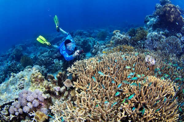 snorkeling in Indonesia