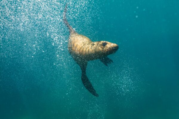 sea lion in baja