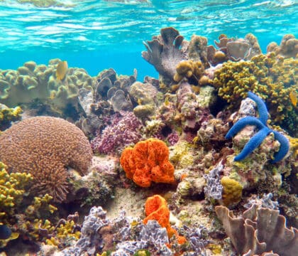 coral reef in Solomon Islands