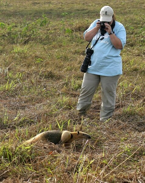 Tamandua Pantanal