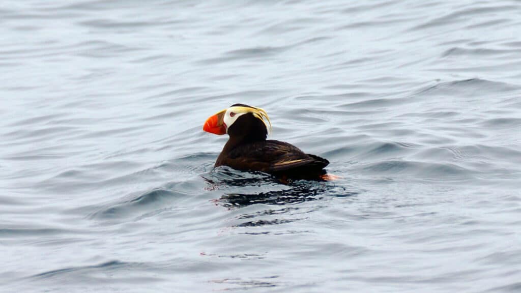 tufted puffin