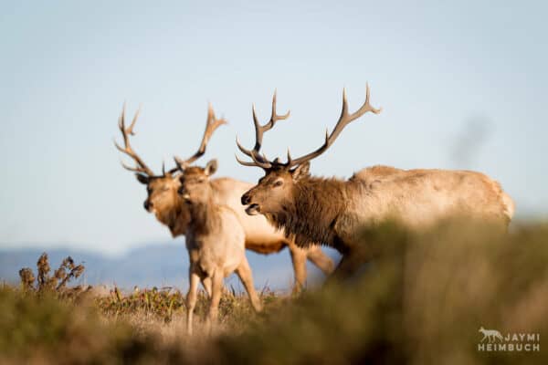 Tule elk in Point Reyes