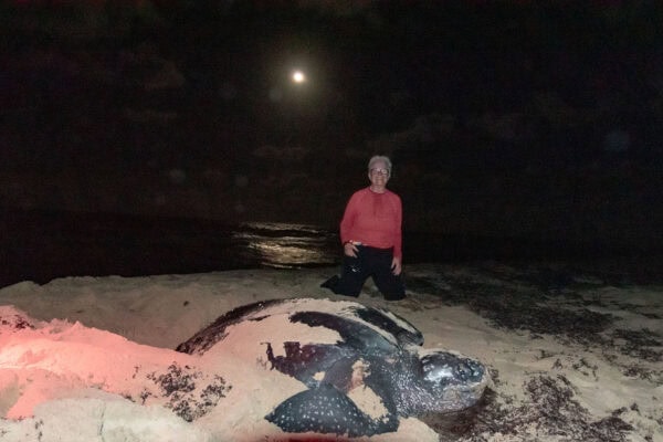 volunteer with sea turtle in Trinidad