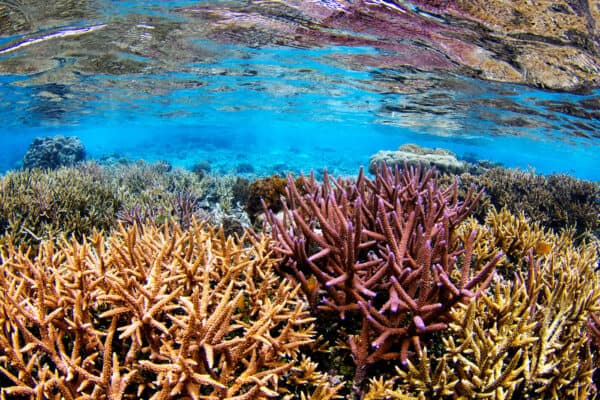 coral reef in Raja Ampat