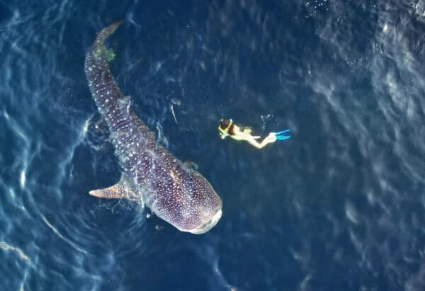 Swimmer with whale shark near Komodo