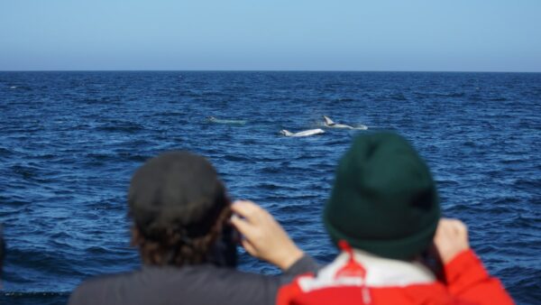 risso's dolphins