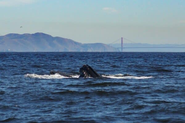 whale watching san francisco