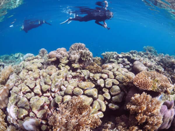 Raja Ampat snorkeling