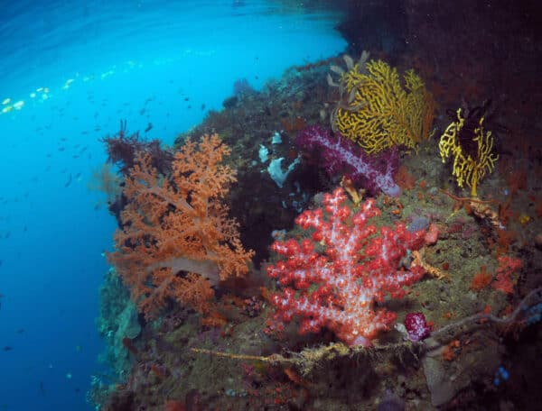soft corals in Raja Ampat