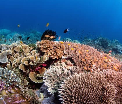 Coral reef of Halmahera