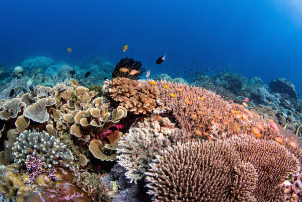 Coral reef of Halmahera