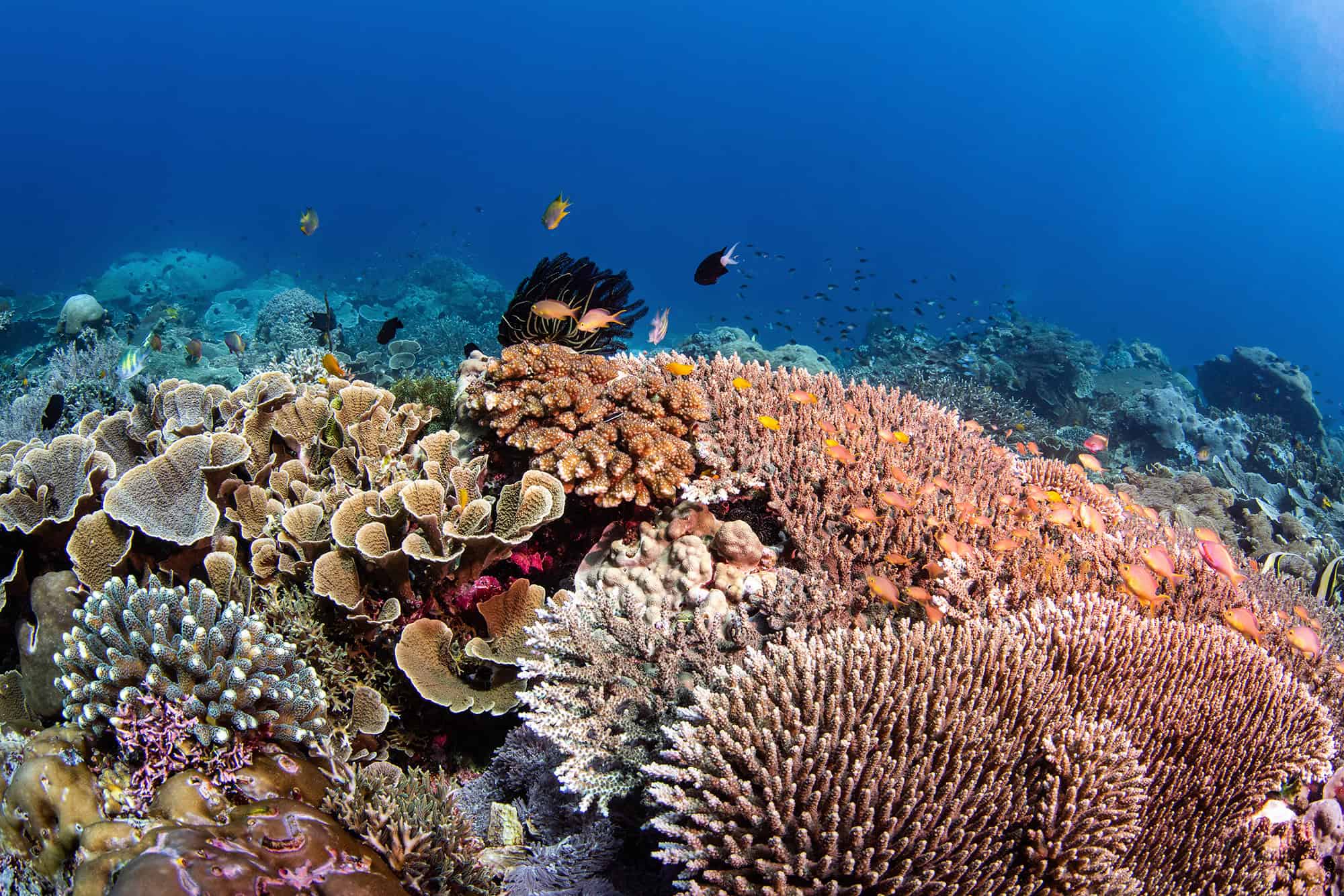 Coral reef of Halmahera