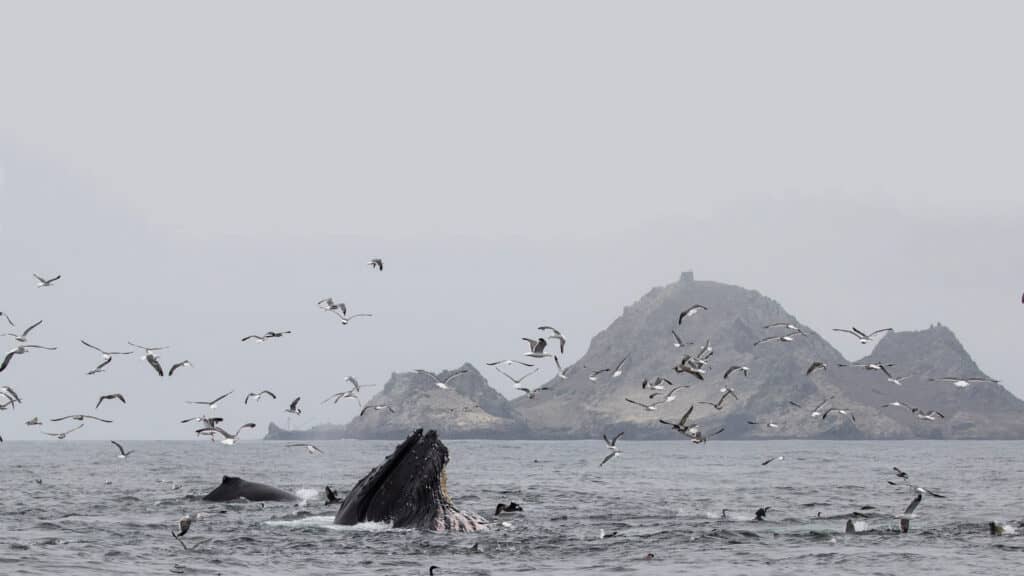 humpback whale farallon islands