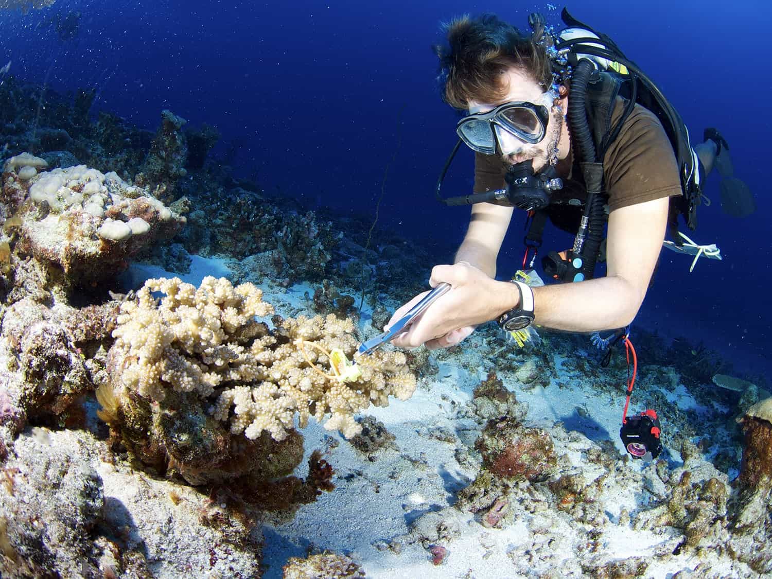 Global Coral Reef Survey Reveals Extent of Crisis - Oceanic Society