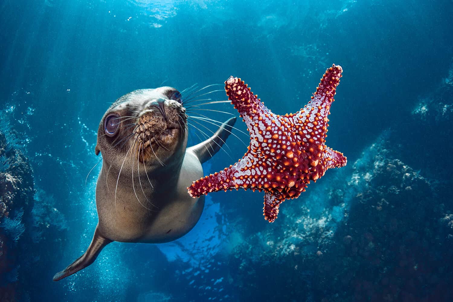 Donate Stock to Oceanic Society - Oceanic Society