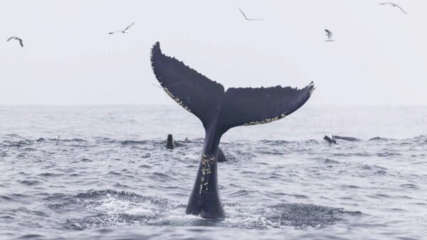 whale fluke identification