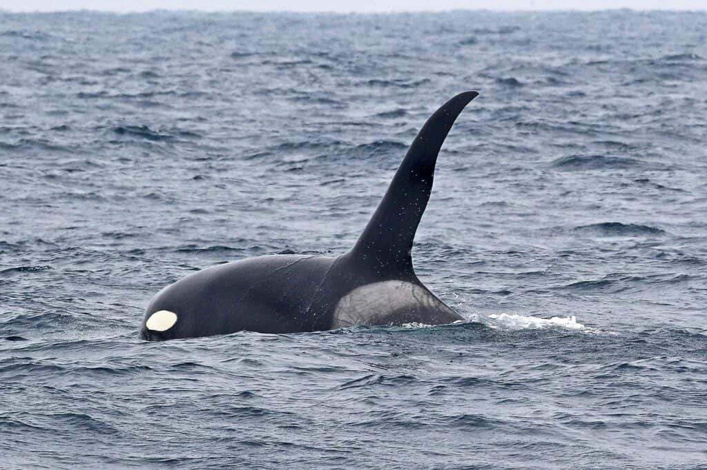 killer whale, orca, near the Faralllon islands