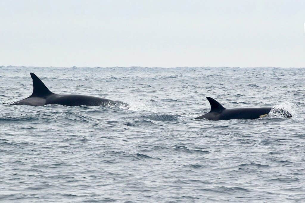 killer whales (orcas) near Farallon Islands