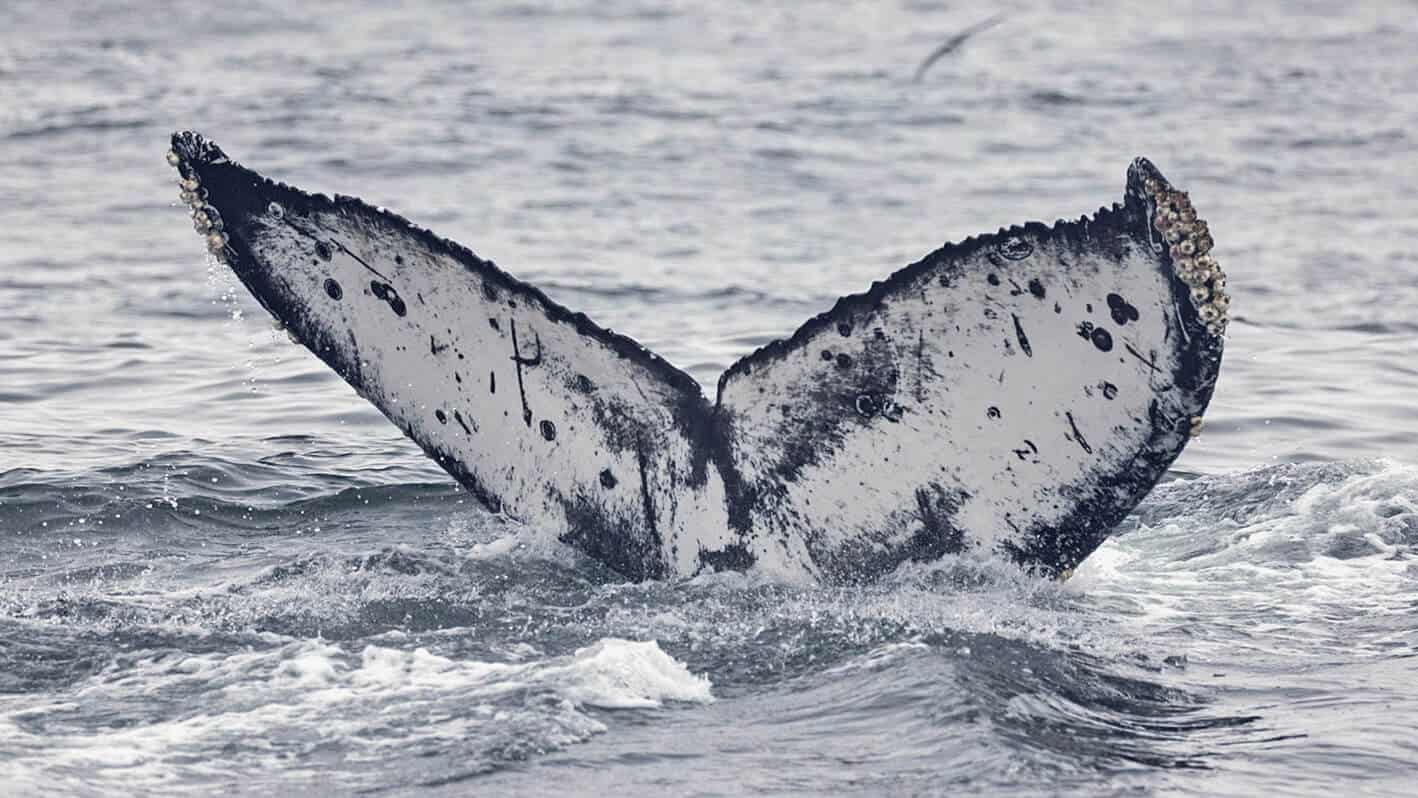Whale Fluke Identification A Visual Guide Oceanic Society