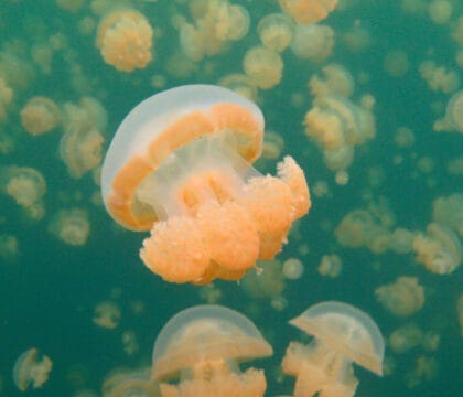 Palau jellyfish lake
