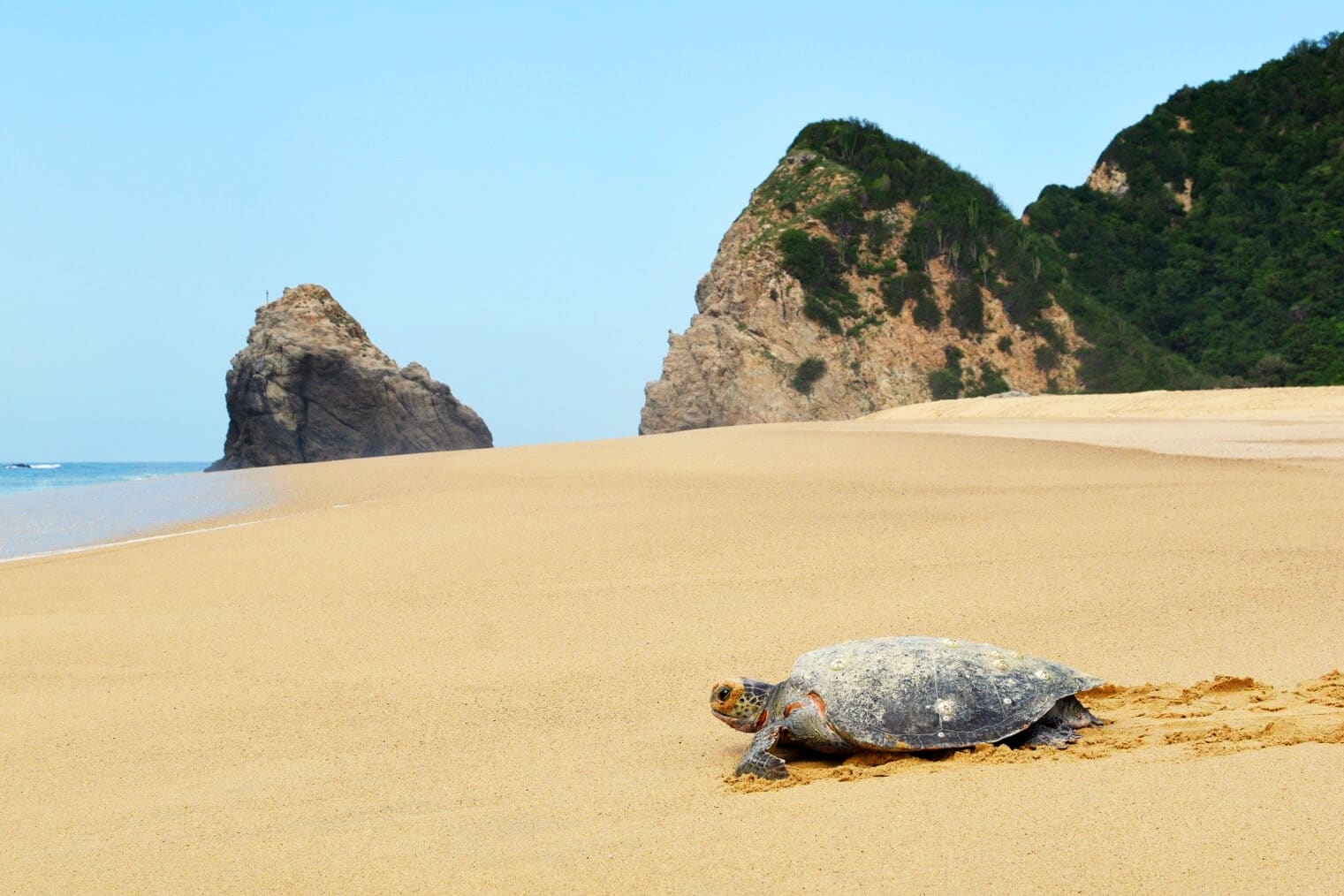 sea turtle on playa colola mexico