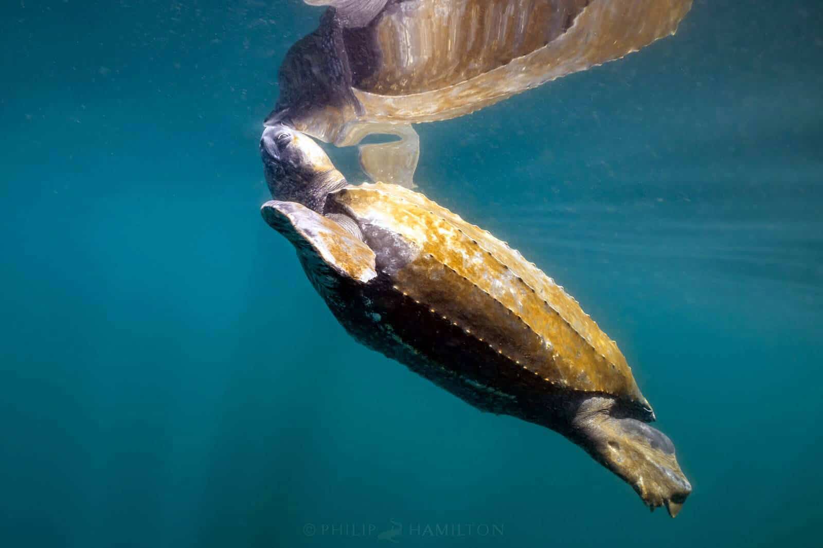 leatherback turtle underwater