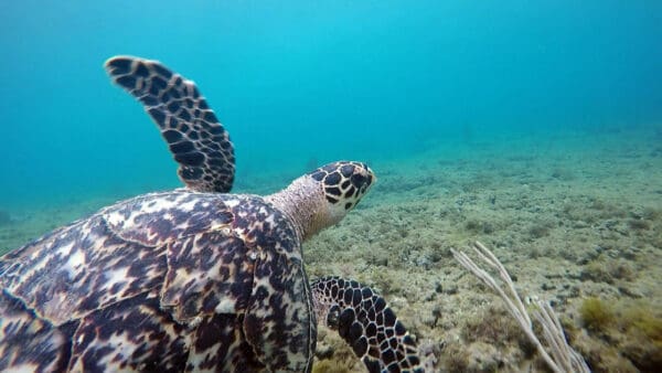 sea turtle research puerto rico