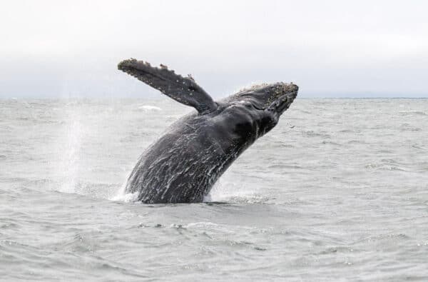 breaching humpback whale