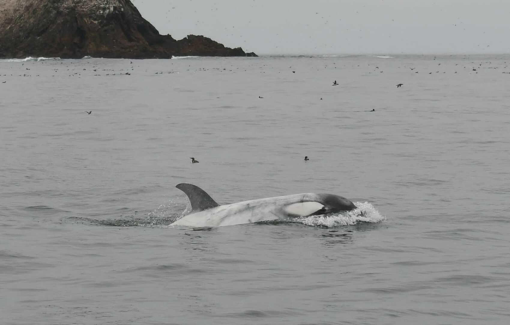 Sighting of Rare Leucistic Killer Whale at the Farallon Islands - Oceanic  Society