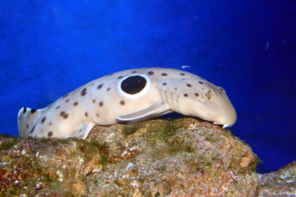 Walking Shark (Hemiscyllium ocellatum)
