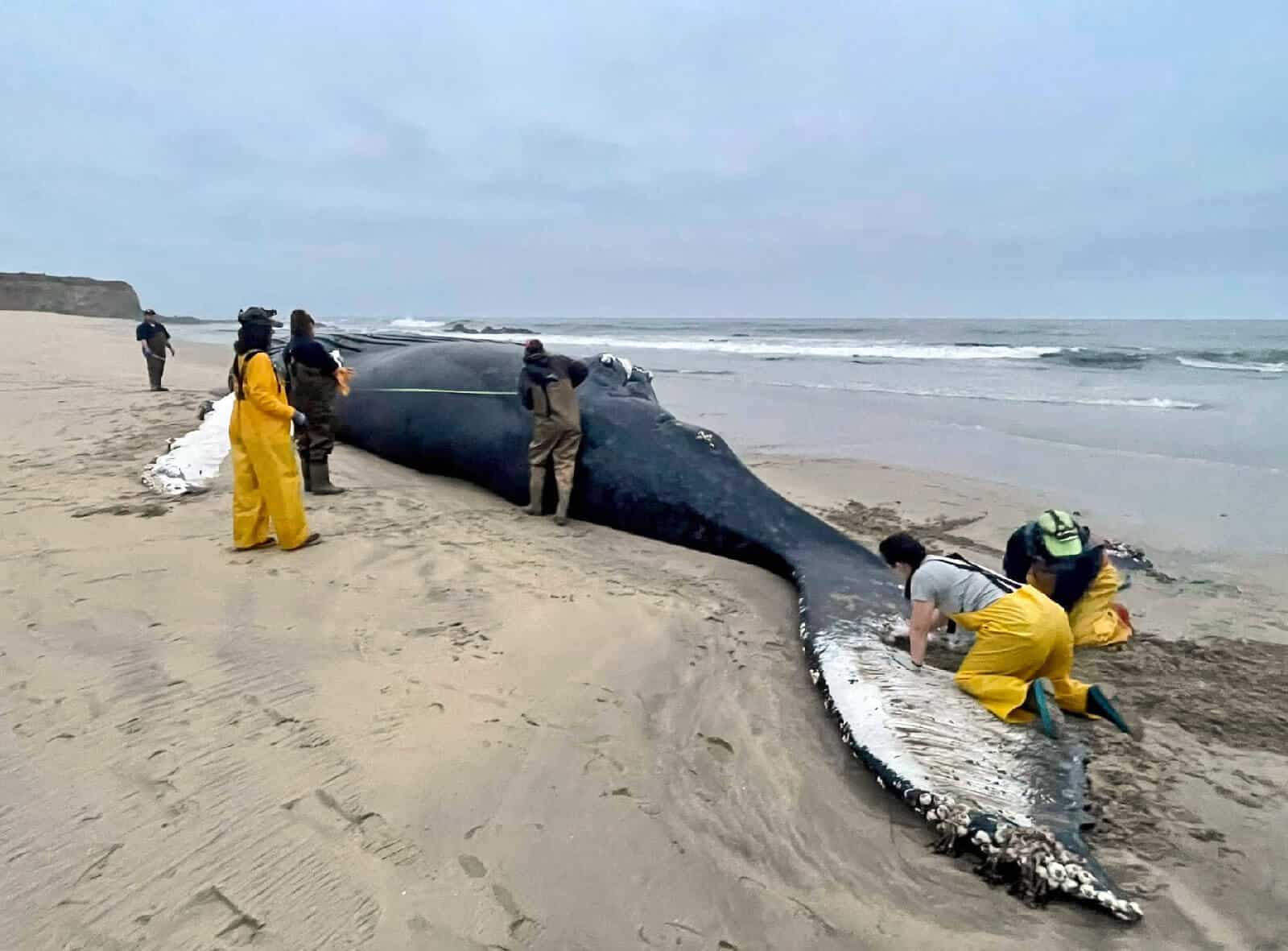 ship strike whale california