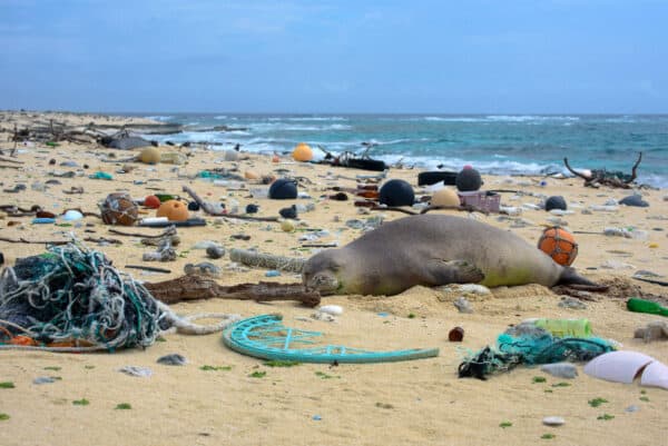 Hawaii plastic pollution and monk seal