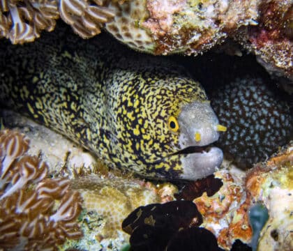 Eel in Alor Indonesia