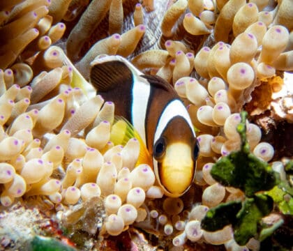 Anemonefish Alor Indonesia