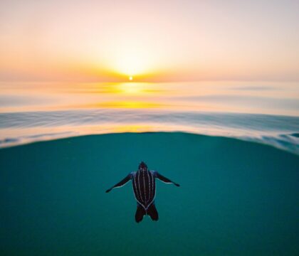 leatherback turtle hatchling at sunrise