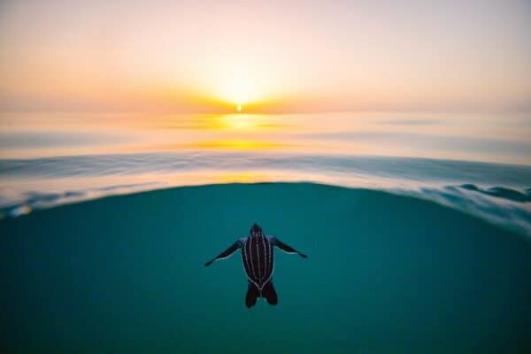 leatherback turtle hatchling at sunrise