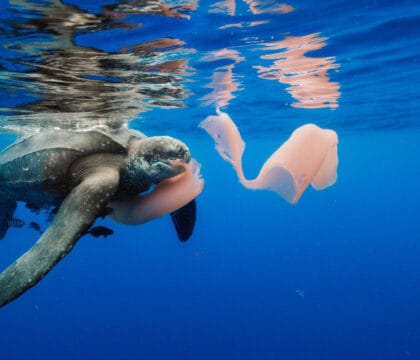 leatherback turtle eating pyrosome