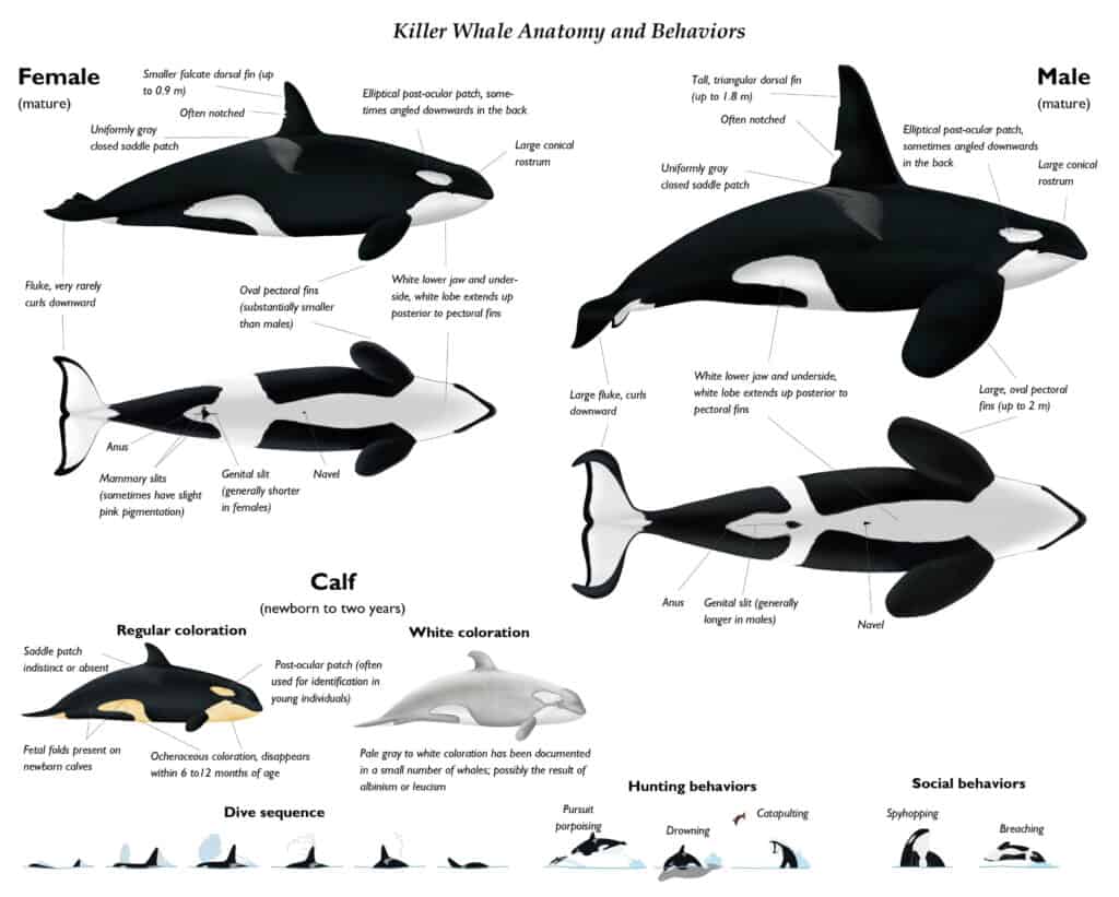 killer whale anatomy and behavior diagram