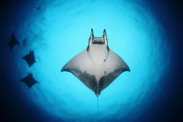 mobula ray