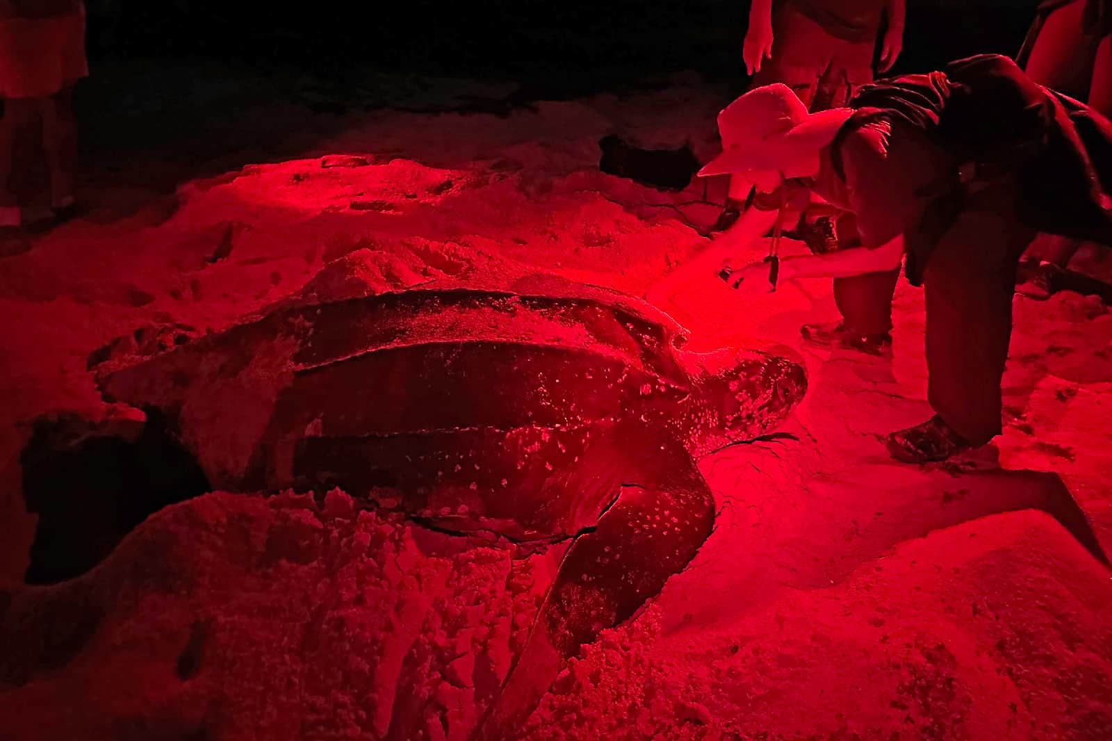 Tips for Choosing a Turtle Safe Flashlight Oceanic Society