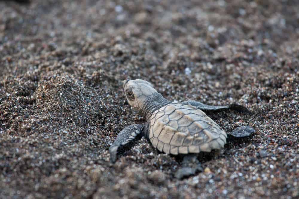 Baby-Turtle-2-1