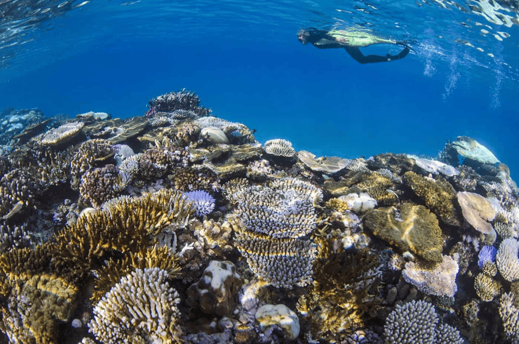 snorkeler swimming over coral reef in fiji